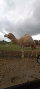 Kyle's Kritter's Hemet Camel