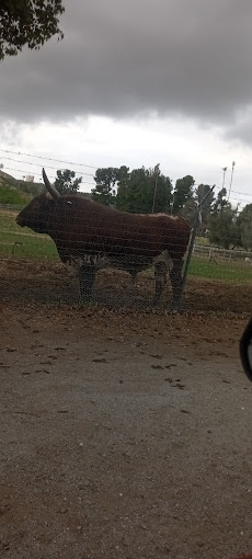 Kyle's Kritter's Hemet Bull